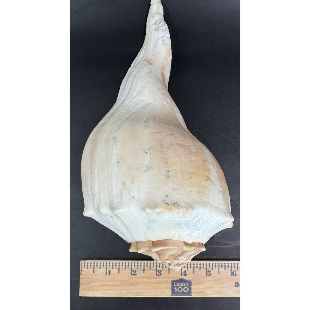 Large 11.5" Natural Lightning Whelk Sea Shell Coastal Beach Nautical Ocean Decor - Picture 9 of 10